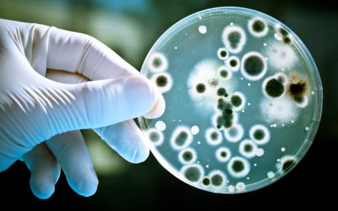 Микроорганизмы в руке