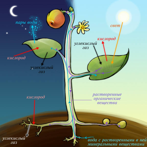 Дыхание растения и фотосинтез